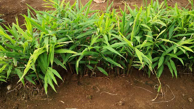 生姜种植技术 生姜种植技术