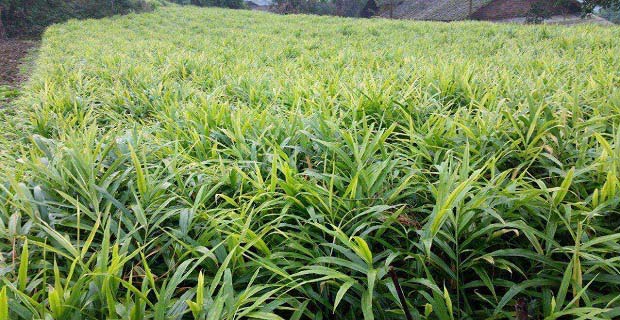 生姜种植技术 生姜种植技术